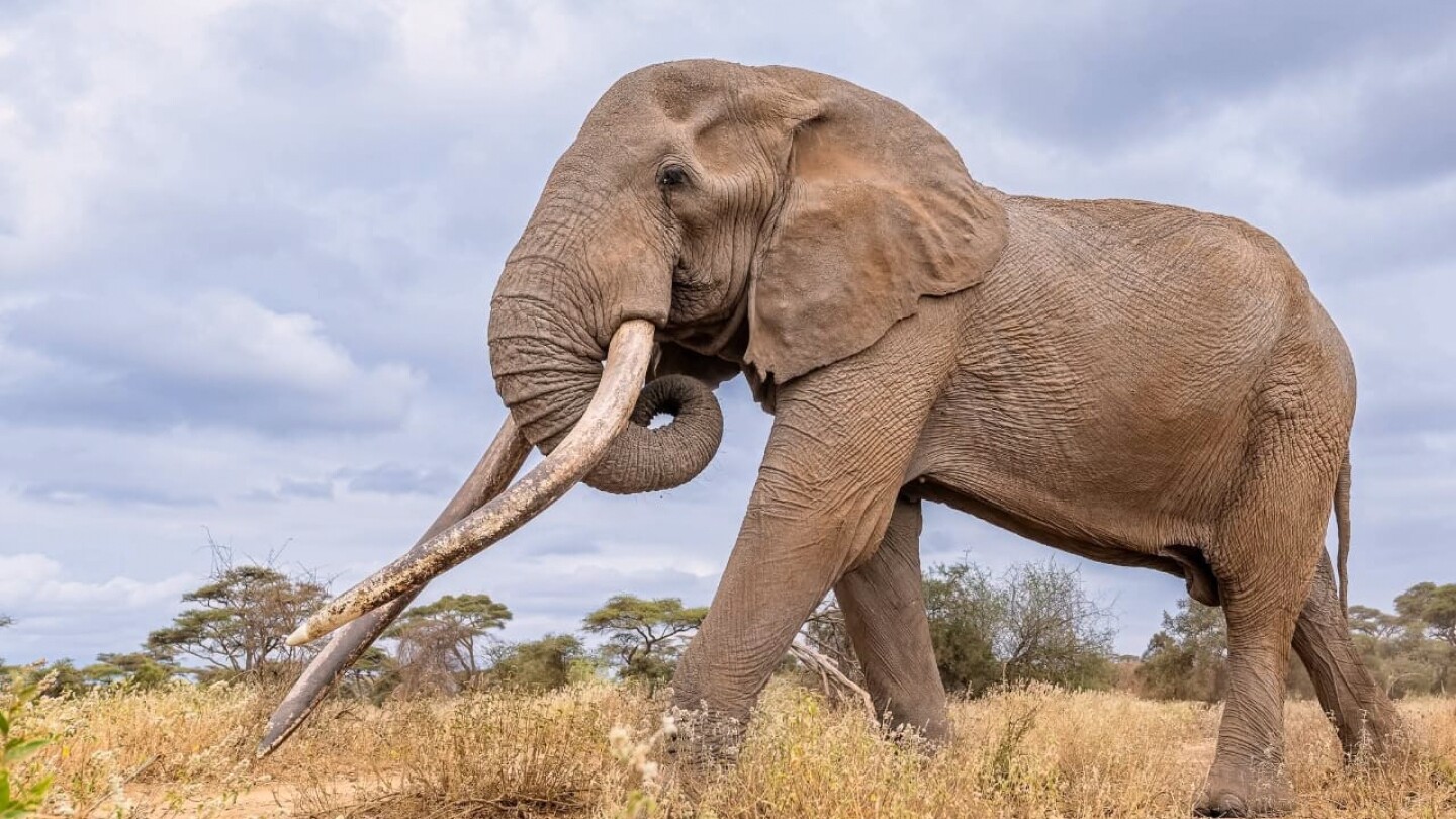 Conservationists in Kenya pay tribute to beloved ‘super tusker’ elephant Craig, who died at age 54